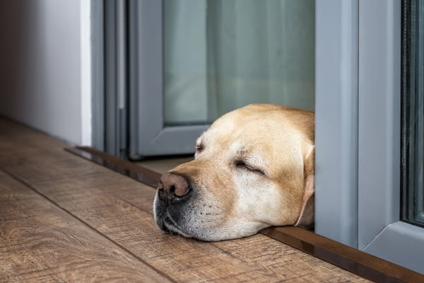 5 Signs Your Dog Isn’t Sleeping Well