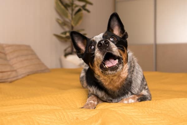 5 Signs Your Dog Isn’t Sleeping Well