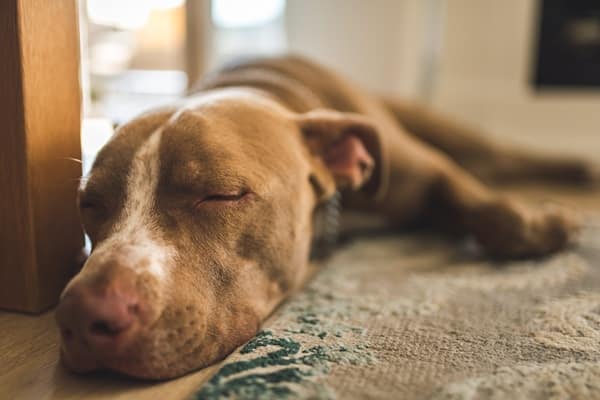 5 Signs Your Dog Isn’t Sleeping Well
